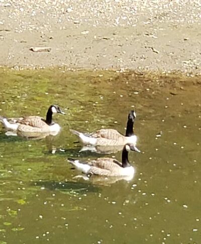 Cold Spring Park - Baltimore, MD