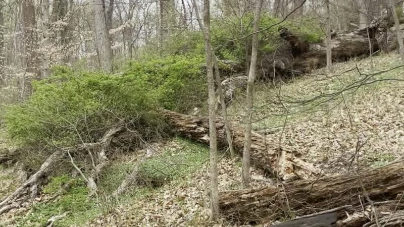 Gwynns Falls Trail - Baltimore, MD
