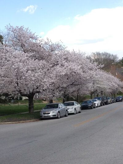 Hadley Square Park - Baltimore, MD