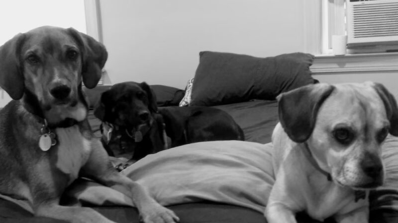 Hampden Hounds - Baltimore, MD
