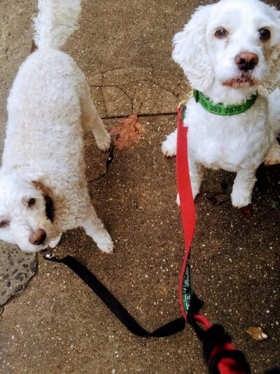 Hampden Hounds - Baltimore, MD