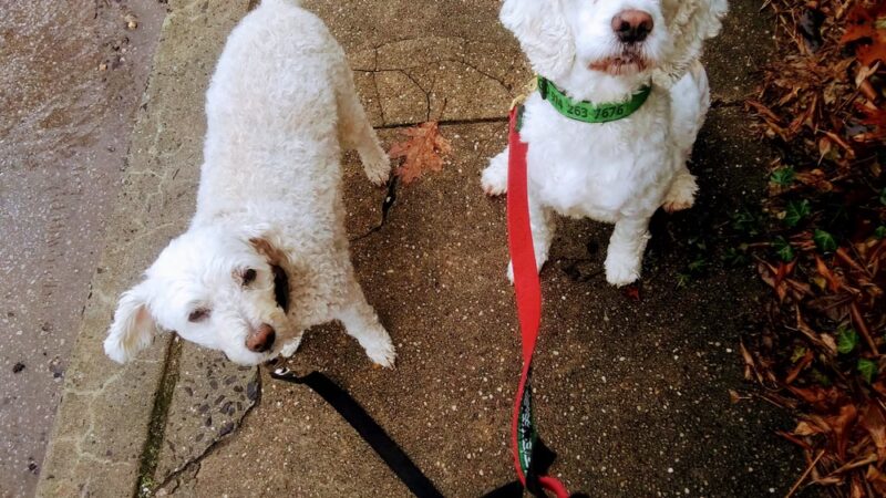 Hampden Hounds - Baltimore, MD