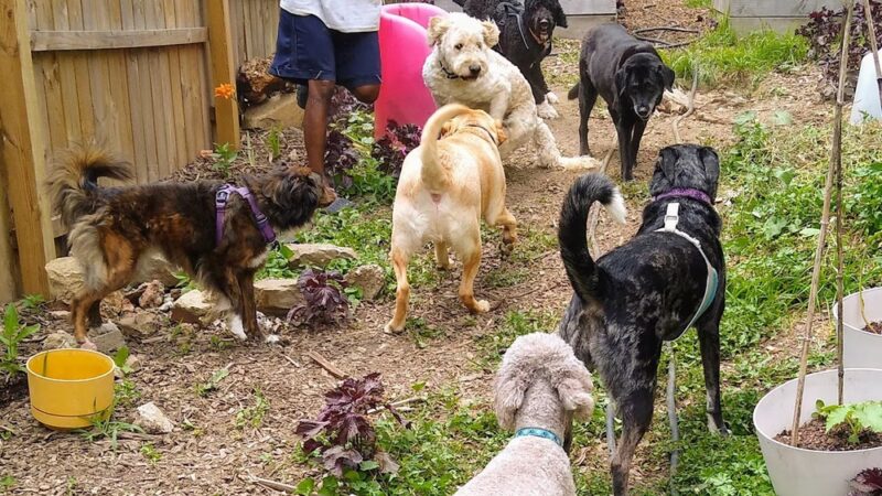 Hampden Hounds - Baltimore, MD
