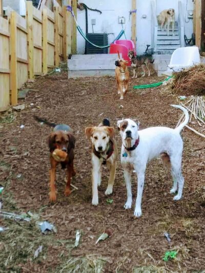 Hampden Hounds - Baltimore, MD