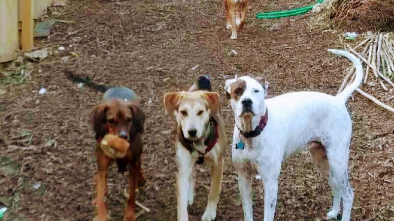 Hampden Hounds - Baltimore, MD