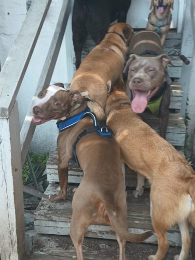 Hampden Hounds - Baltimore, MD