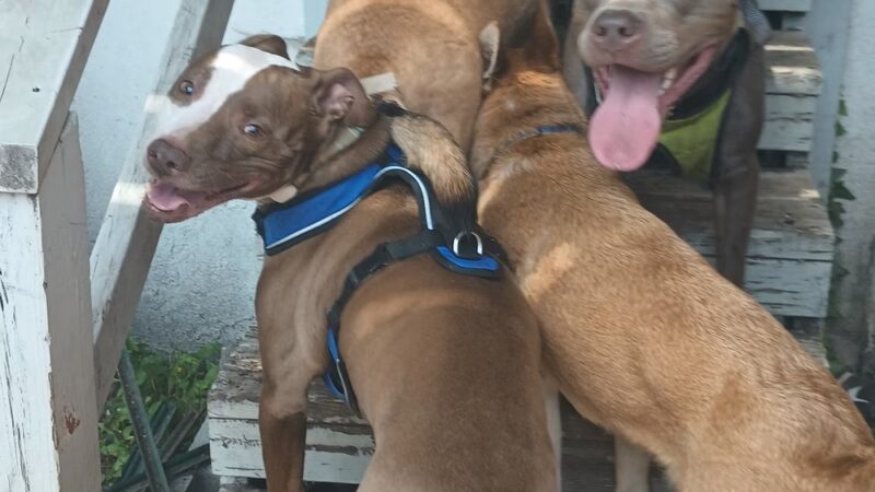 Hampden Hounds - Baltimore, MD
