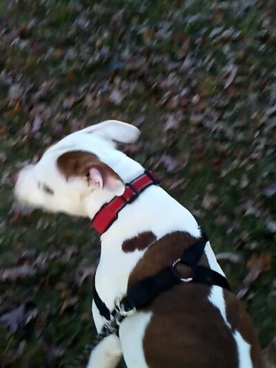 Hanlon Park - Baltimore, MD