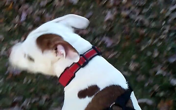 Hanlon Park - Baltimore, MD