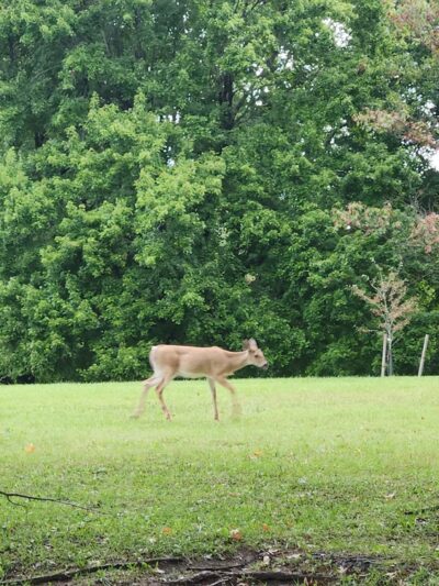 Hanlon Park - Baltimore, MD