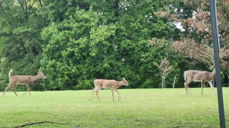Hanlon Park - Baltimore, MD