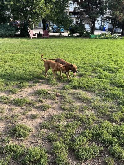 Henry Street Dog Park - Baltimore, MD