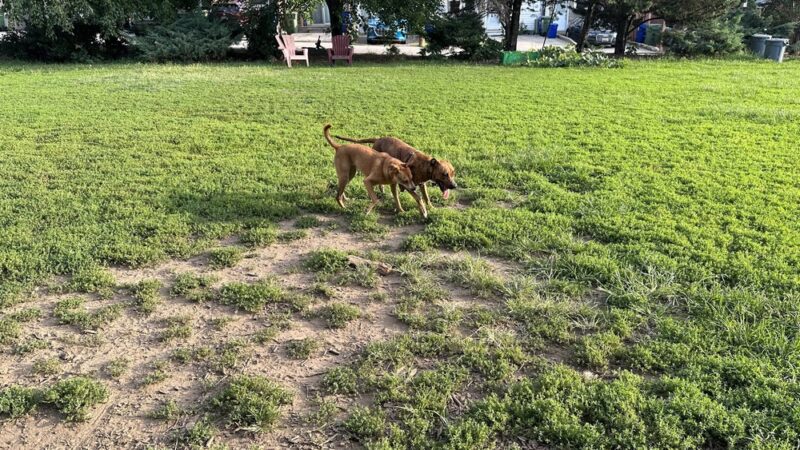 Henry Street Dog Park - Baltimore, MD