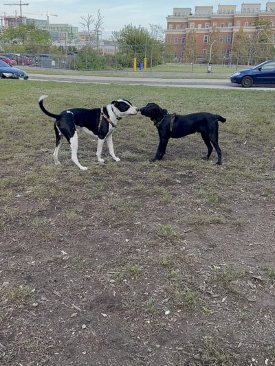 Henry Street Dog Park - Baltimore, MD