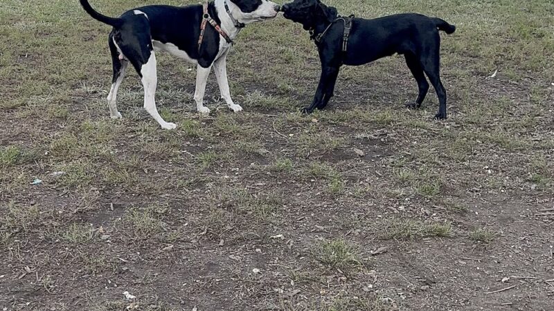 Henry Street Dog Park - Baltimore, MD