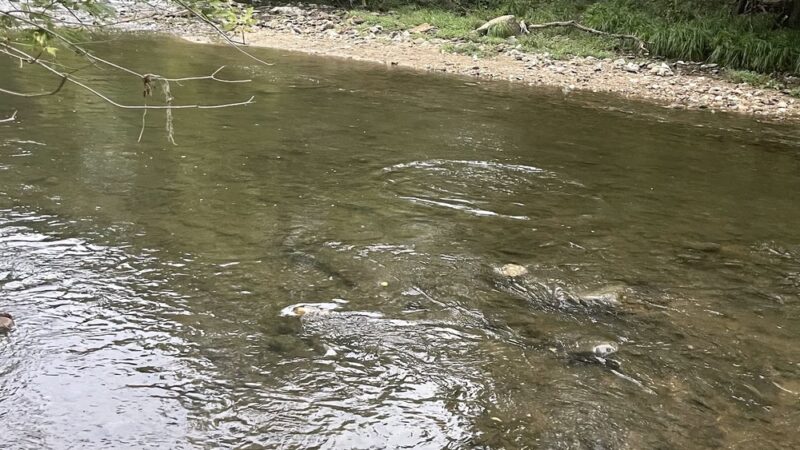 Herring Run Trailhead to Stream Footpath - Baltimore, MD