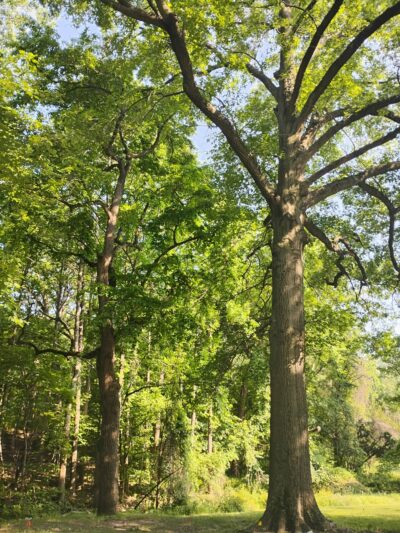Herring Run Trailhead to Stream Footpath - Baltimore, MD