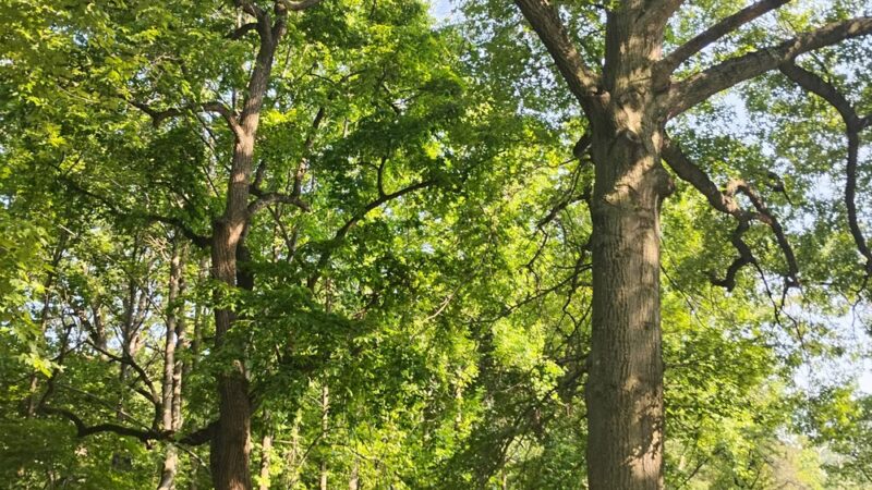 Herring Run Trailhead to Stream Footpath - Baltimore, MD