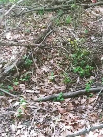 Powdermill Run Park - Baltimore, MD