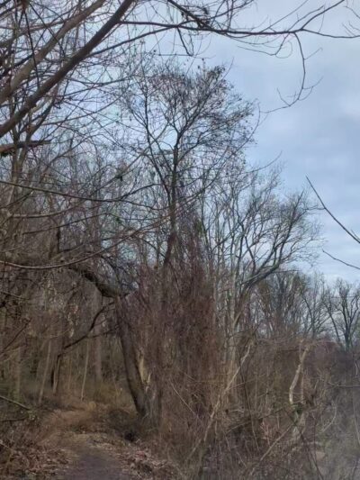 Wyman Park - Baltimore, MD