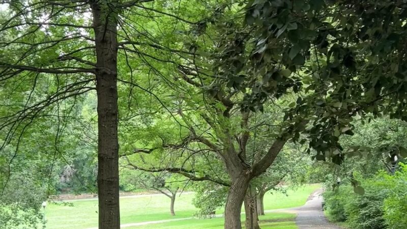 Wyman Park Dell - Baltimore, MD