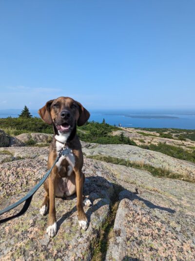 Dogs at Acadia Woods - Bar Harbor, ME