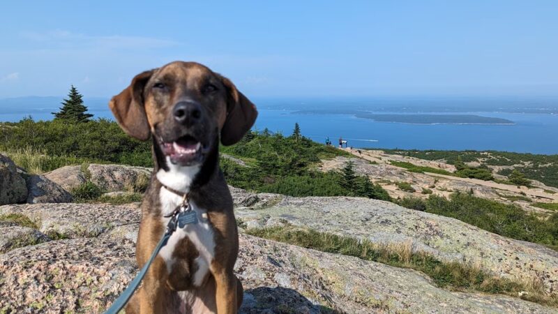 Dogs at Acadia Woods - Bar Harbor, ME