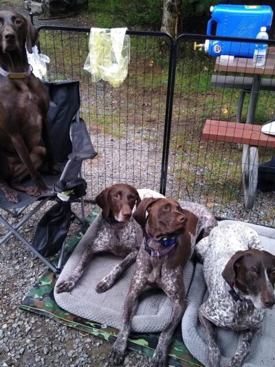 Dogs at Acadia Woods - Bar Harbor, ME