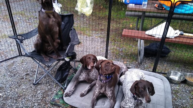 Dogs at Acadia Woods - Bar Harbor, ME