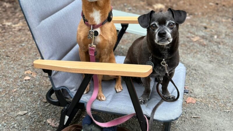 Dogs at Acadia Woods - Bar Harbor, ME