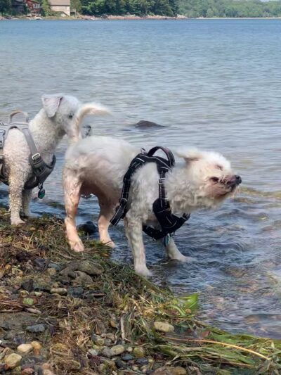 Devil's Lake Pet Swim Area - Baraboo, WI