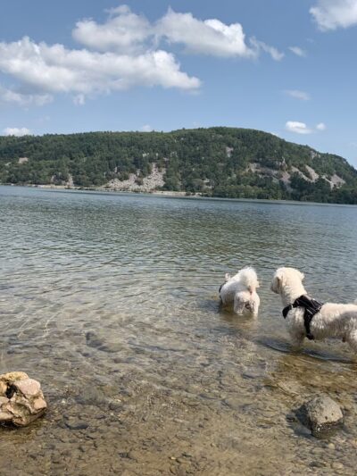 Devil's Lake Pet Swim Area - Baraboo, WI