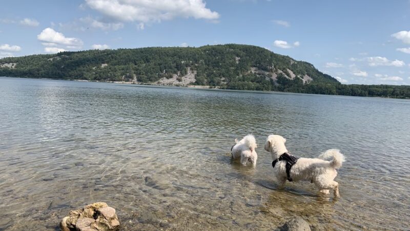 Devil's Lake Pet Swim Area - Baraboo, WI
