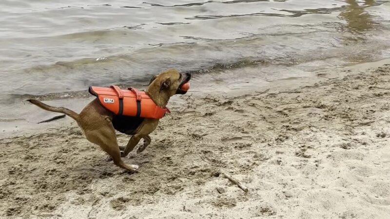 Devil's Lake Pet Swim Area - Baraboo, WI