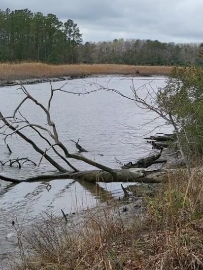 Ware Creek Wildlife Management Area - Barhamsville, VA