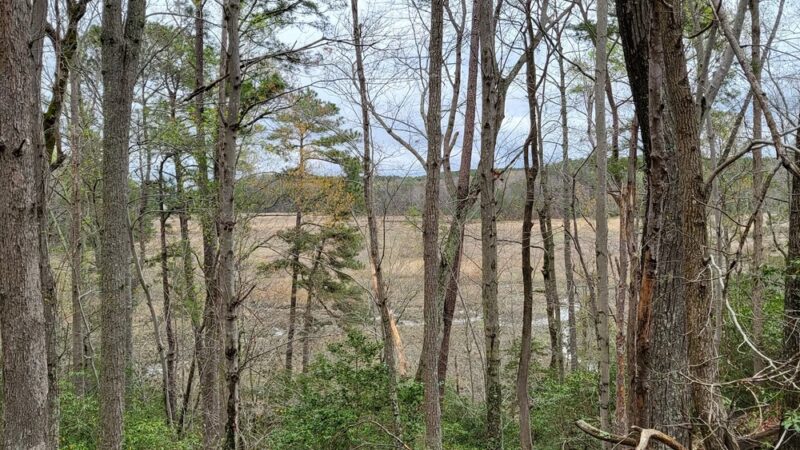 Ware Creek Wildlife Management Area - Barhamsville, VA