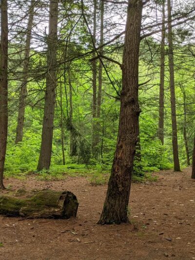 Austin Hawes Campground - Barkhamsted, CT