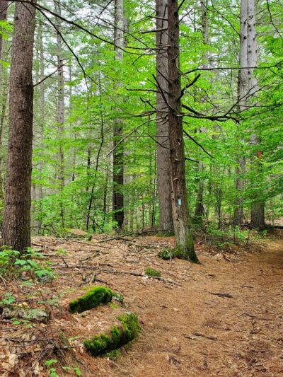 Peoples State Forest - Barkhamsted, CT