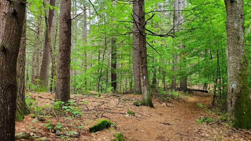 Peoples State Forest - Barkhamsted, CT