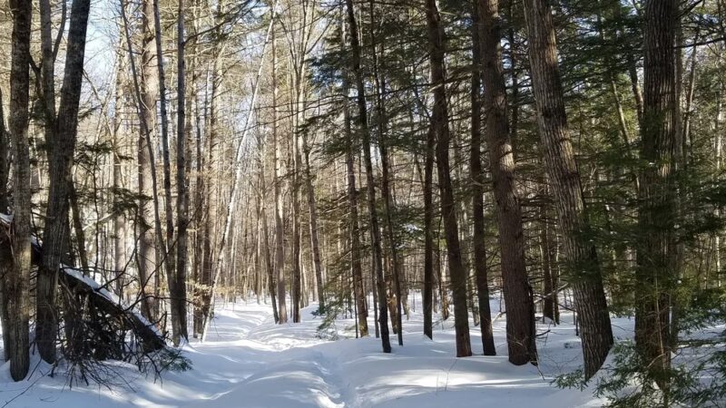 Cathedral Ledge Trail - Bartlett, NH