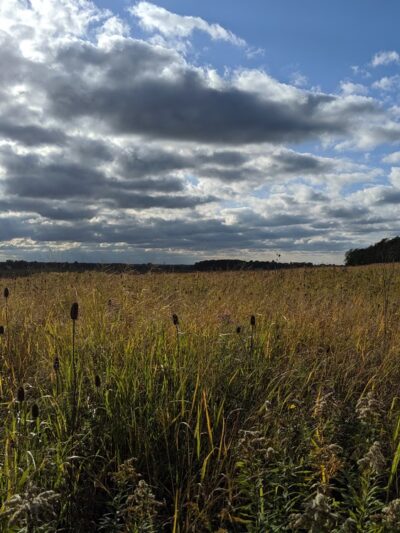 John White Wildlife Management Area - Basom, NY