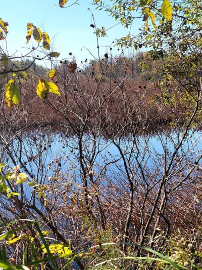Onondaga Trail - Basom, NY