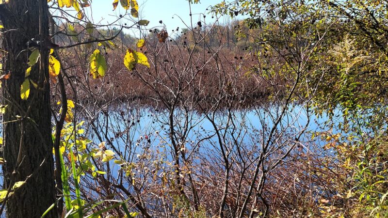 Onondaga Trail - Basom, NY