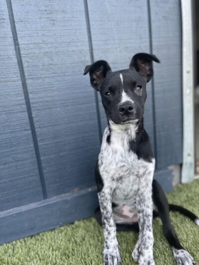 Off the Leash - Batesville, AR