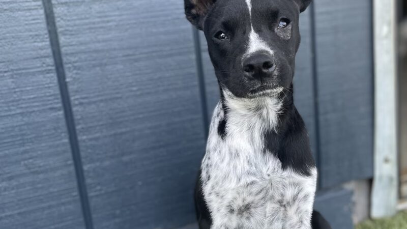 Off the Leash - Batesville, AR