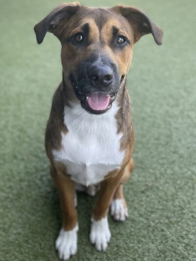 Off the Leash - Batesville, AR