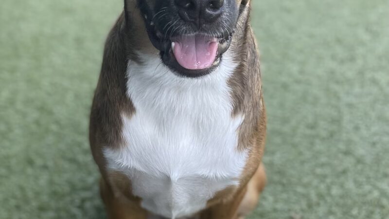 Off the Leash - Batesville, AR