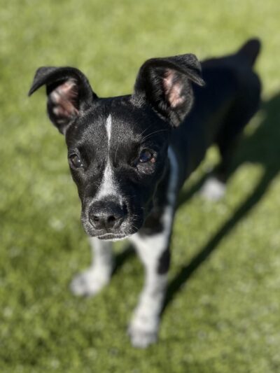 Off the Leash - Batesville, AR
