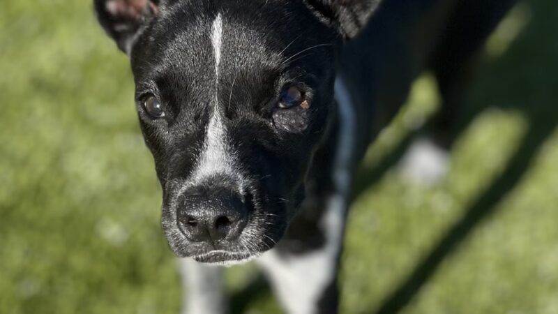 Off the Leash - Batesville, AR