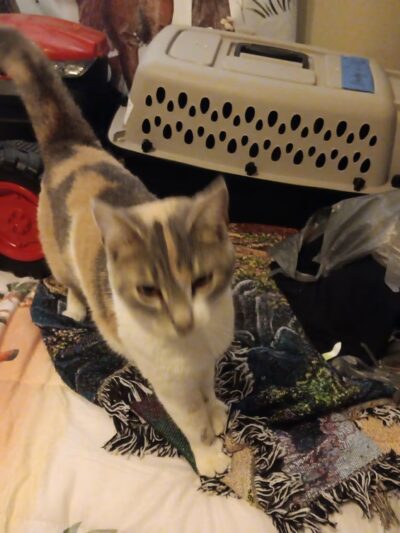 People Assisting Animals In Need - Batesville, IN